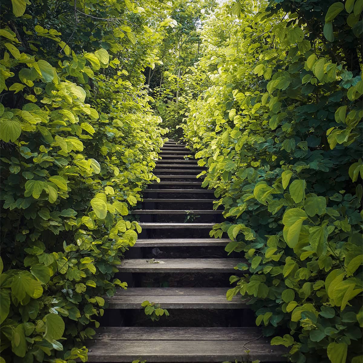 wooden steps through tall foliage